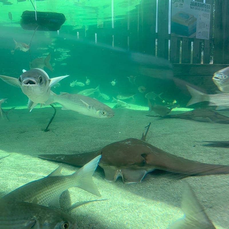 Aquarium view showing various fish and a stingray, highlighting underwater biodiversity