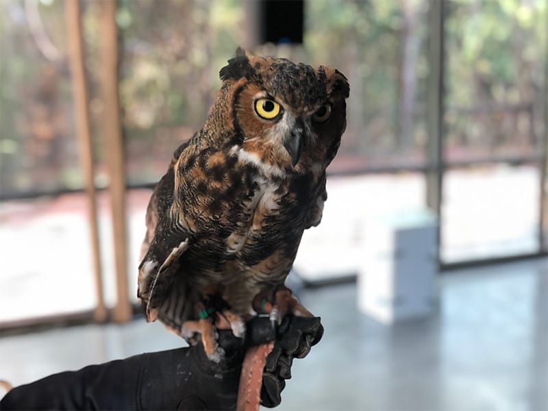 An owl perched on a gloved hand indoors