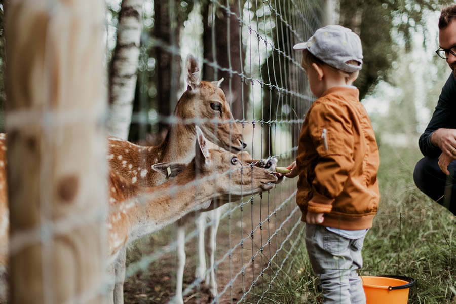 Child and adult feeding deer through a fence at a wildlife park