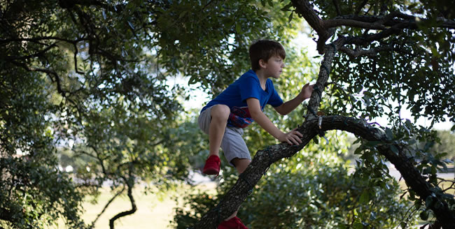Boy climbing a tree in a sunny park, focusing intently on his ascent