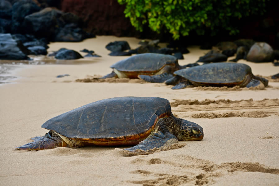 Sea turtles resting on a sandy beach near rocks and greenery