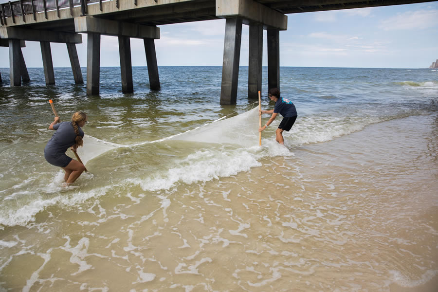 Two people using a net to catch fish in the shallow water near a pier