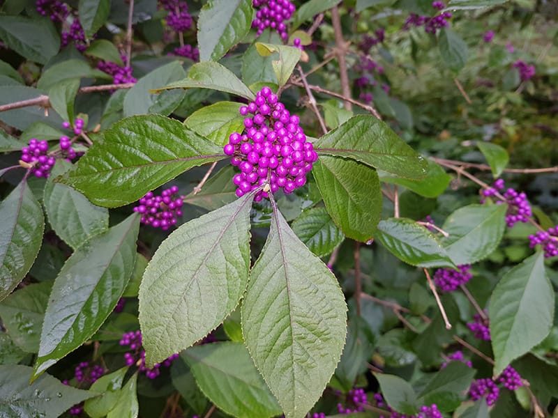 Beautyberry