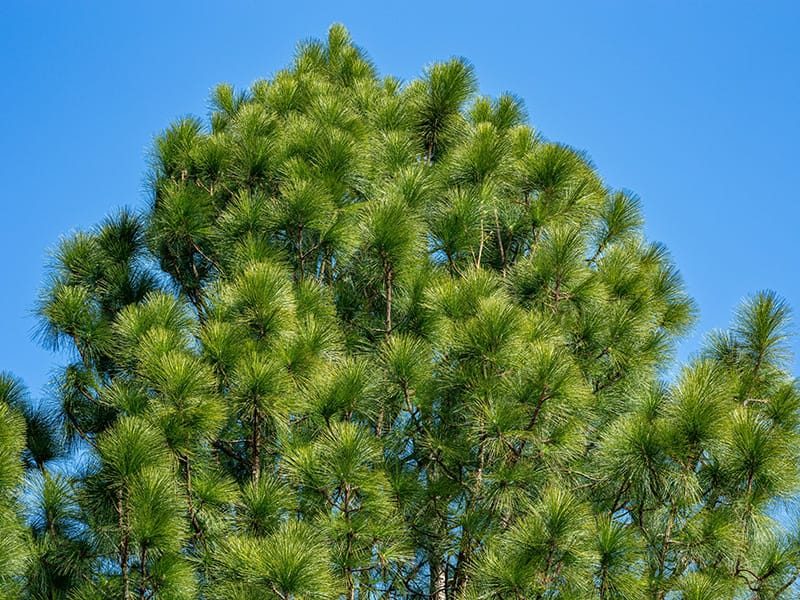 longleafpine