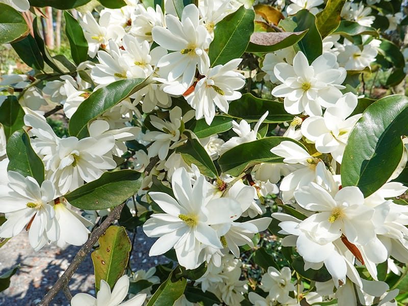 magnolia
