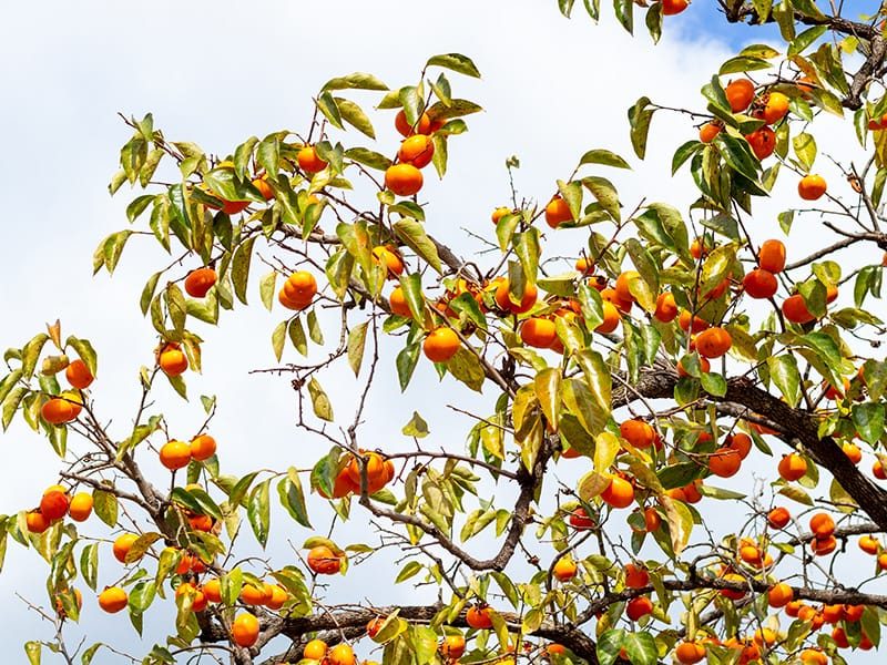 persimmon