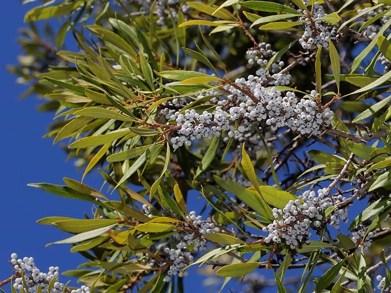 waxmyrtle