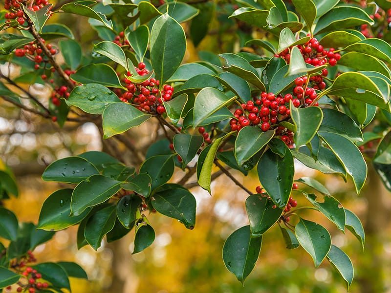 yauponholly